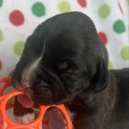 Girl 8 - Brindle female Boxer puppy in Plainwell, Michigan from Hope's Beautiful Boxers