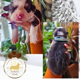 Pine - Black and tan male Pembroke Welsh Corgi puppy in Fortine, Montana from North Star Pembroke Welsh Corgi's