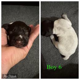 Theon - Liver and white male German Wirehaired Pointer puppy in Kentucky from Triple Springs Farm