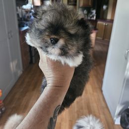 Pomeranian Puppies from Tracy's Pomeranians