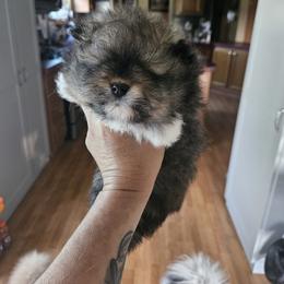 Pomeranian Puppies from Tracy's Pomeranians