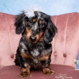 Tinsel - Dachshund