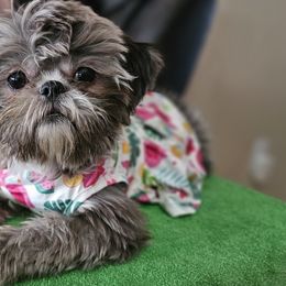 Shih Tzus from Ju Shih Tzu