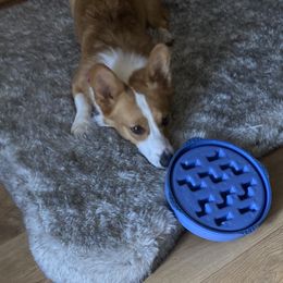 Pembroke Welsh Corgi All Grown Up from Margie Narramore