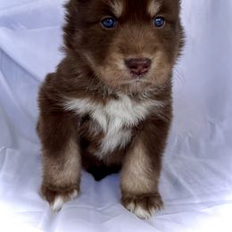Girl 3- Purple Collar - female Siberian Husky puppy in Vanceburg, Kentucky from Happy Home Huskies