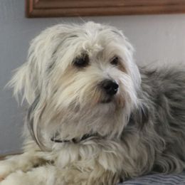 JoJo - Havanese