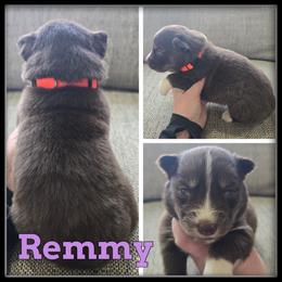Remmy - Red and white female Siberian Husky puppy in Wheeler, Michigan from Haase Family Kennels