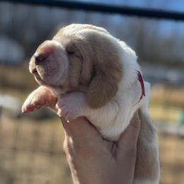 Red boy - Red and white male Basset Hound puppy in Conway, Missouri from Ozark Mountain Kennel