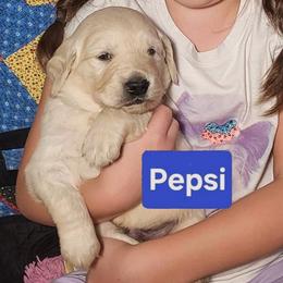 6th pick of the boys from the Soda Pop Pups - Golden male Golden Retriever puppy in Fithian, Illinois from LOMAH Retrievers