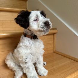 Modena - Liver female Miniature Schnauzer puppy in Tacoma, Washington from MSR Mini Schnauzers