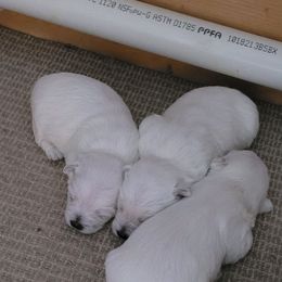 West Highland White Terrier Puppies from Larissa Bloom