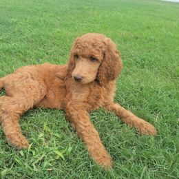 Poodle Puppies from Dannebrog Poodles