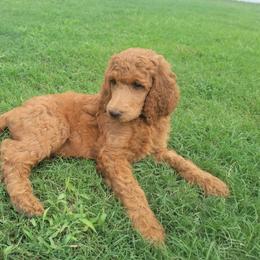 Poodle Puppies from Dannebrog Poodles