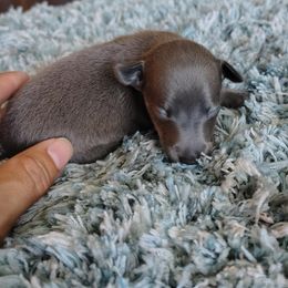 Sophia - Blue female Italian Greyhound puppy in Lancaster, Texas from Lopez G Kennel