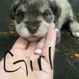 Girl 1 - Liver female Miniature Schnauzer puppy in Flomaton, Alabama from Boutwell's Miniature Schnauzers