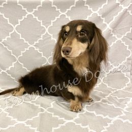 Moose - Dachshund