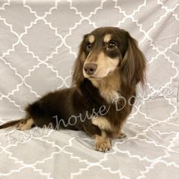 Moose - Dachshund