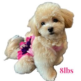 Molly - Maltipoo