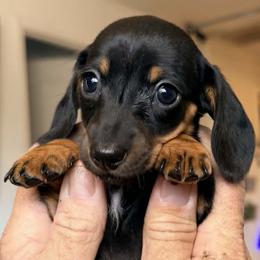 Ember - Black and tan female Dachshund puppy in Spring Hill, Florida from Adorable Doxxies