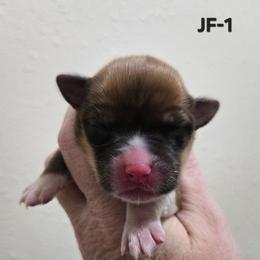 JF-1 - Sable female Pembroke Welsh Corgi puppy in Ely, Minnesota from RJ's Corgis