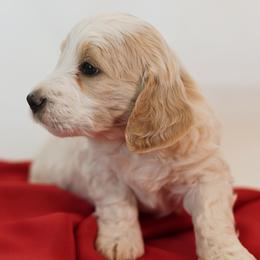 Aston Martin - Parti male Goldendoodle puppy in Pleasant Grove, Utah from Canterbury Canines