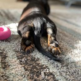 Dachshund Puppies from Meyerhaus (Weenie-Corn Ranch)