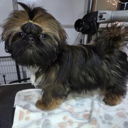 Soleil - Sable female Shih Tzu puppy in Riverside, California from Raincross Shih Tzu