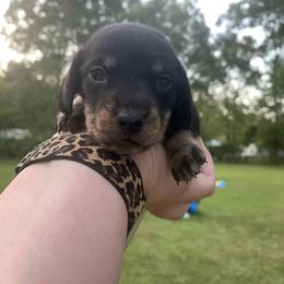 Girl - Black and tan female Dachshund puppy in Huntington, Texas from Camacho_Dachshunds