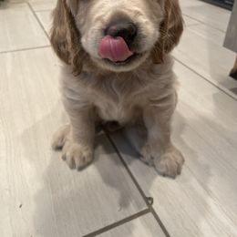 Goldendoodle Puppies from Teddy Grace Doodles