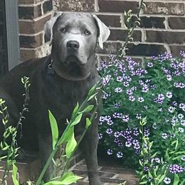 Dilute Retriever and Labrador Retriever Puppies from SmoKy Hills Labradors