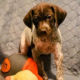 German Shorthaired Pointers from Jenny Ridge Kennels