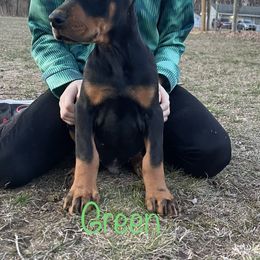 Green Collar Boy HM - Black and rust Doberman Pinscher puppy in Knox, Indiana from Double River Dobermans
