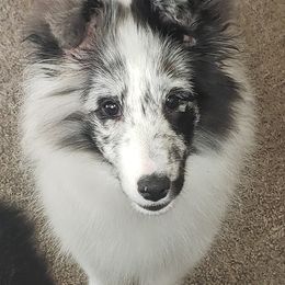 Shetland Sheepdogs from Kaytea Shelties