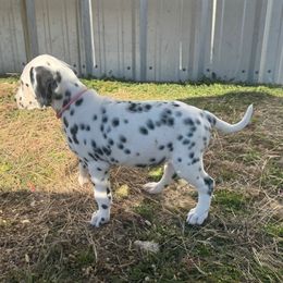 Pink - Female - Dalmatian puppy from Splendid Spots Dalmatians