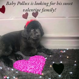 Boy 4 - Black Newfoundland puppy in Brownstown, Michigan from Persephone's Fabled Tails