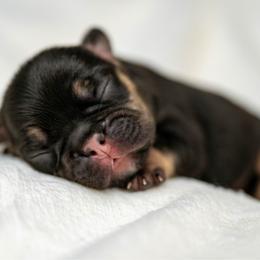 Daisy - Black and tan female French Bulldog puppy in Violet Hill, Arkansas from Obduro Bullies and Frenchies