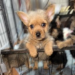 Norwich Terrier Puppies from Parker Place  Puppies (Mini schnauzers and Norwich Terriers)