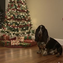 Delta Dawn - Basset Hound