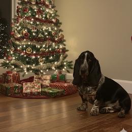 Delta Dawn - Basset Hound