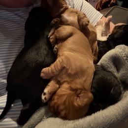 Cavalier King Charles Spaniel Puppies from 5dubs Cavaliers
