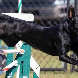 Belgian Malinois and Dutch Shepherds from Berserkermalinoiskennel