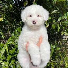 Gray - Black and white female Sheepadoodle puppy in Archer, Florida from Gainesville Sheepadoodles