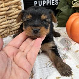 Tiny Girl 3 - Black and gold female Yorkshire Terrier puppy in Charleston, West Virginia from Mountain State Puppies