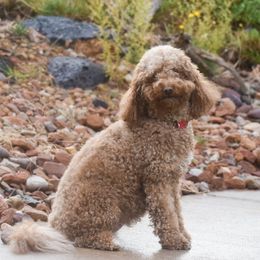 Oaklee - Goldendoodle