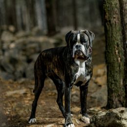 Kingsley - Boxer