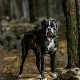 Kingsley - Boxer