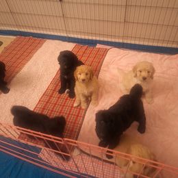 Bernedoodle Puppies from Jersey Girl's Doodles