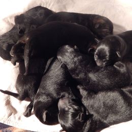 German Shepherd Puppies from Your Next Puppy