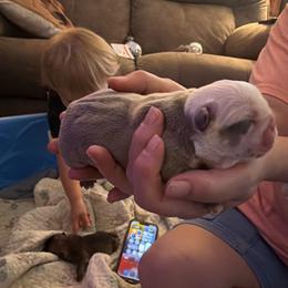 Lacretia Borgia - Fawn and white female Bulldog puppy in Toccoa, Georgia from The Grooming Barn LLC/ Wet Dog Ranch