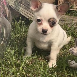 Chihuahua and Pomeranian Puppies from Lil'Fevre Chihuahuas